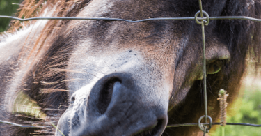 curious horse