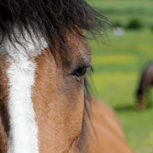 horse care