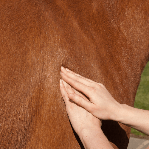 equine massage