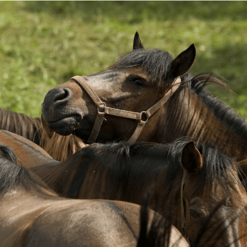 horse behavior