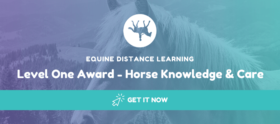 horse knowledge level one