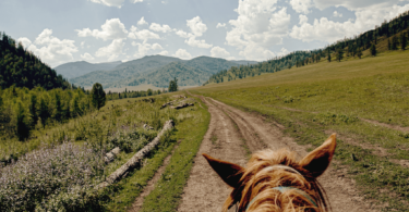 best horse breeds for trail riding