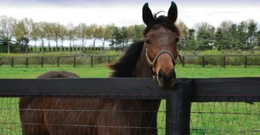 horse in wire fencing
