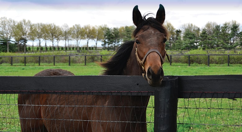 horse in wire fencing