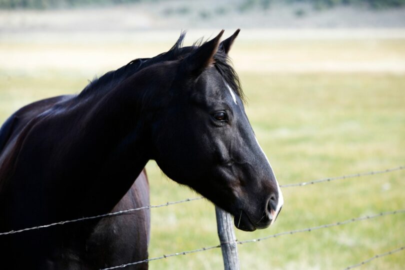 Best Wire Fencing for Horses (Types, Benefits, Tips, etc.)