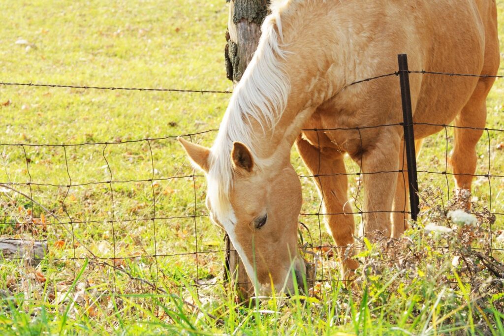wire horse fence