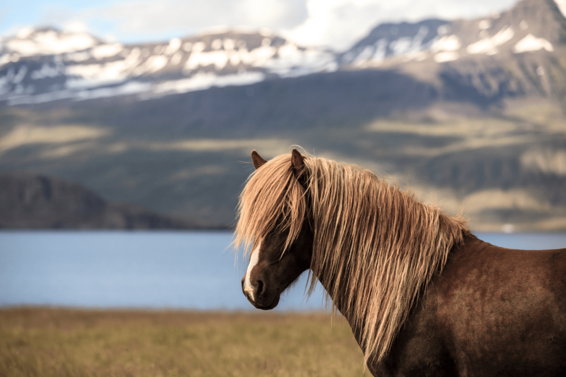 10 Best Horse Breeds for Trail Riding in Tranquility - Horse Rookie