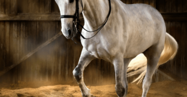 horse riding journal