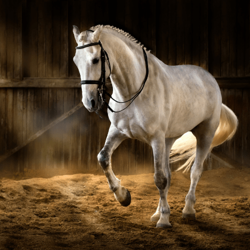 horse riding journal