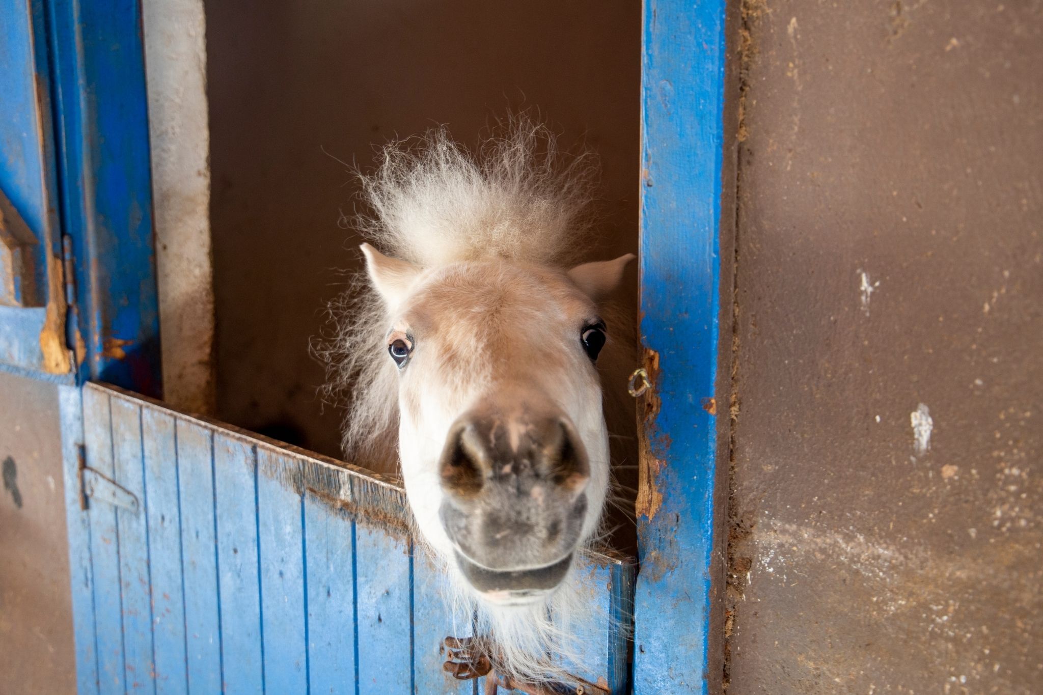 What is a horse house called? (You might be surprised!) - Horse Rookie