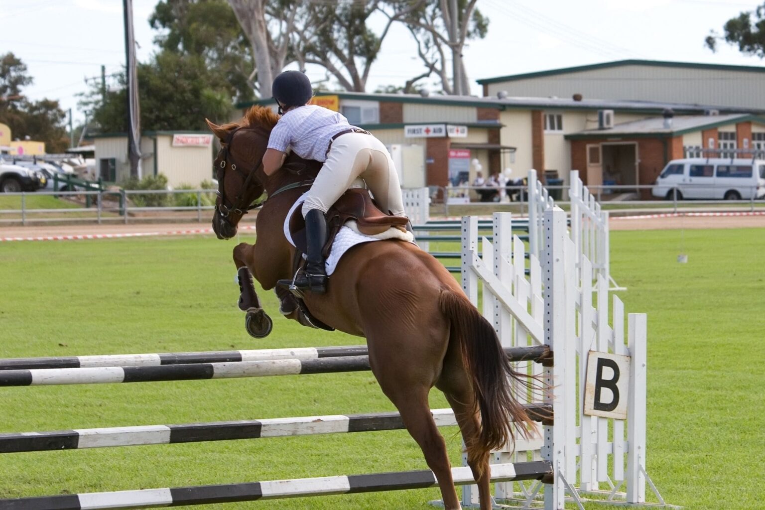 Real Talk How Much Does a Jumping Horse Cost? Horse Rookie