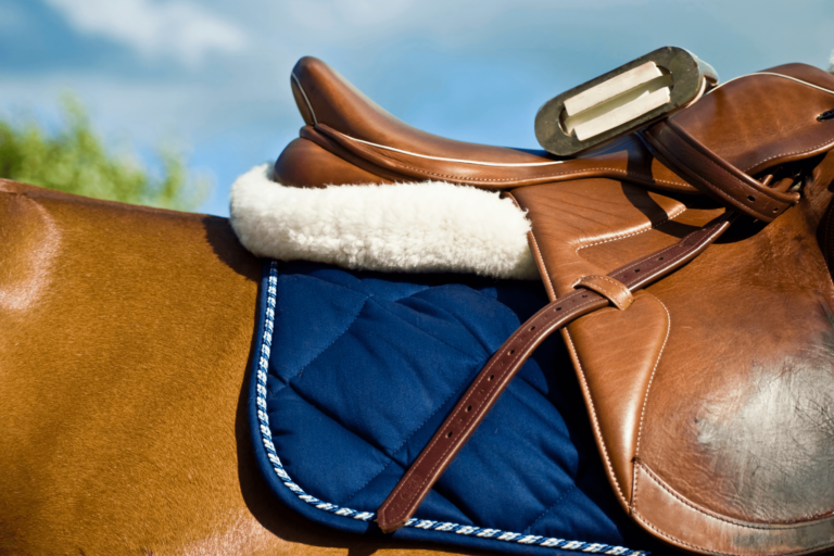9 Best English Saddle Pads (Dressage, Jumping, All Purpose)