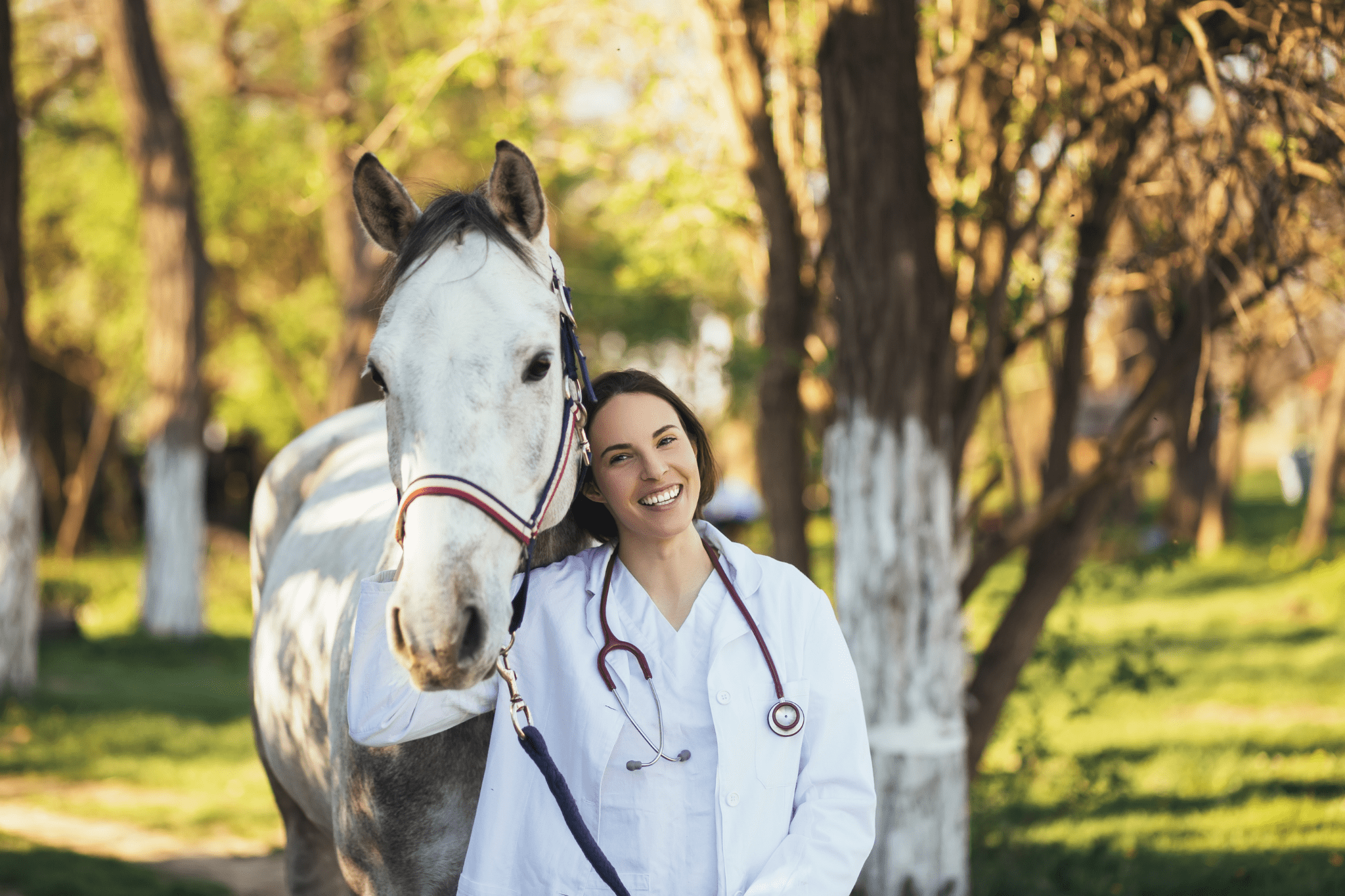 best gifts veterinarians horse 