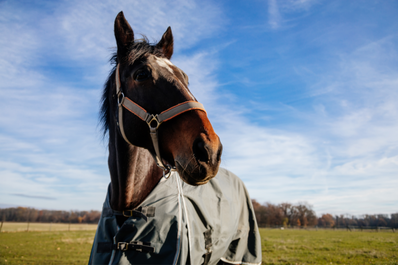 best horse rain sheets