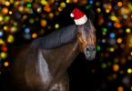 horse gifts christmas