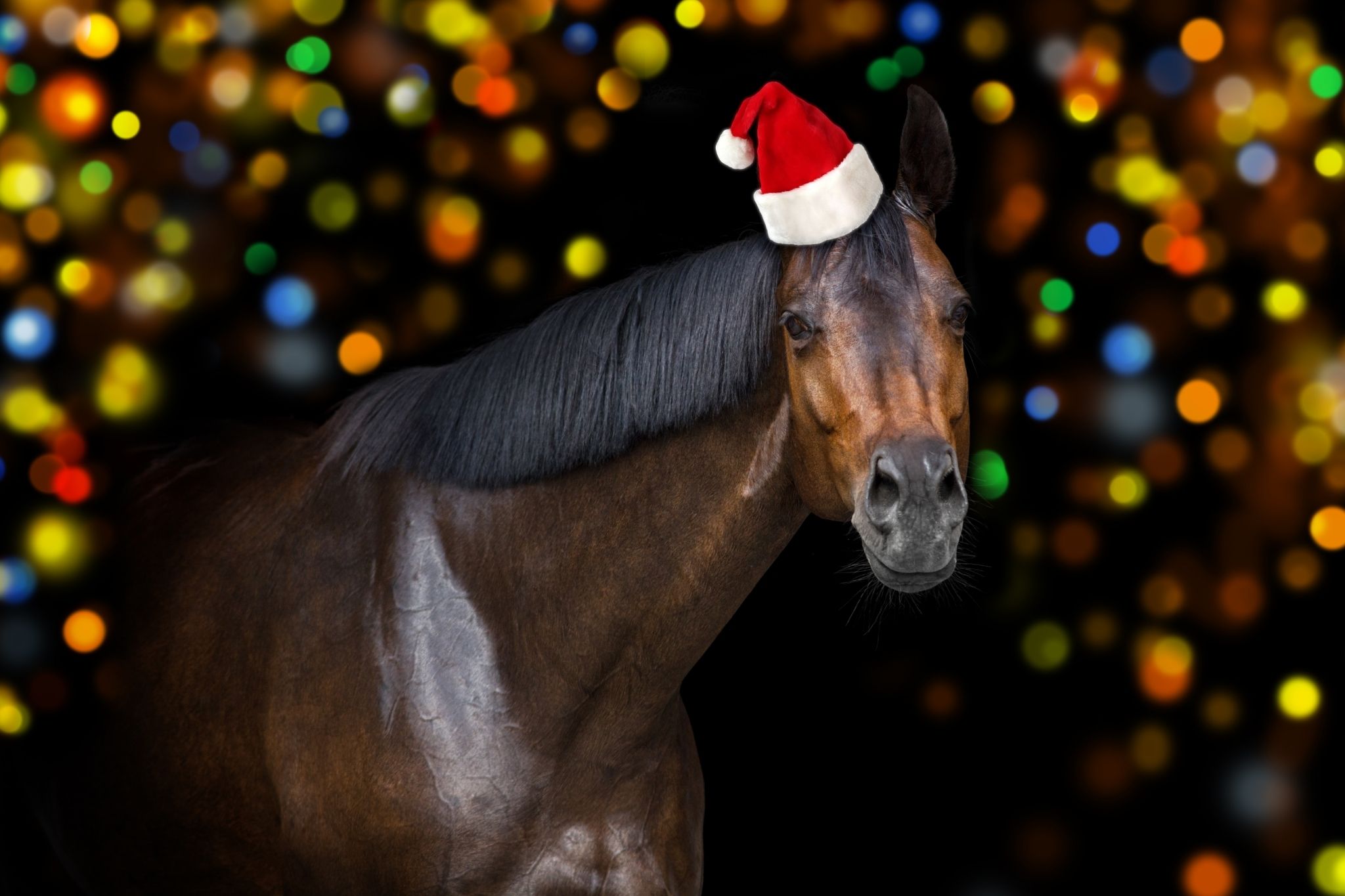 https://horserookie.com/wp-content/uploads/2021/11/horse-christmas-gifts.jpg