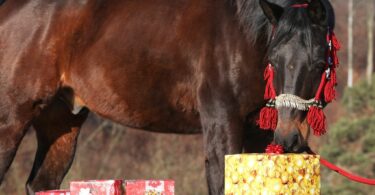practical horse gifts