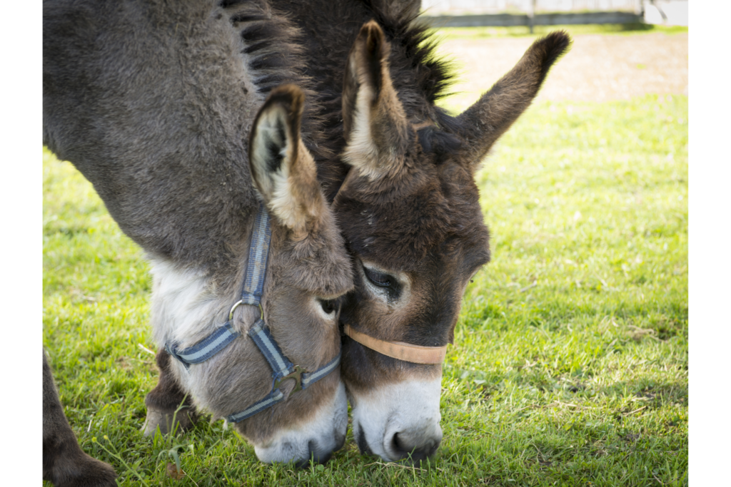 Two donkeys grazing