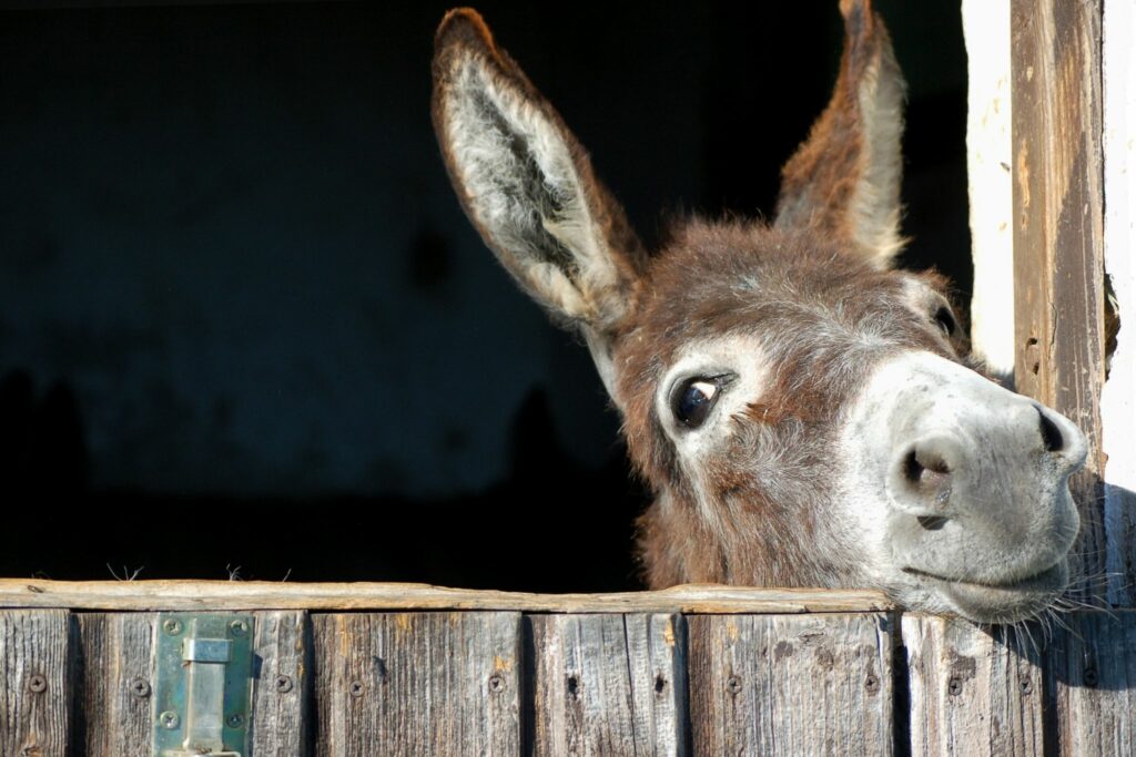 13 Best Treats and Toys for BusyMinded Donkeys