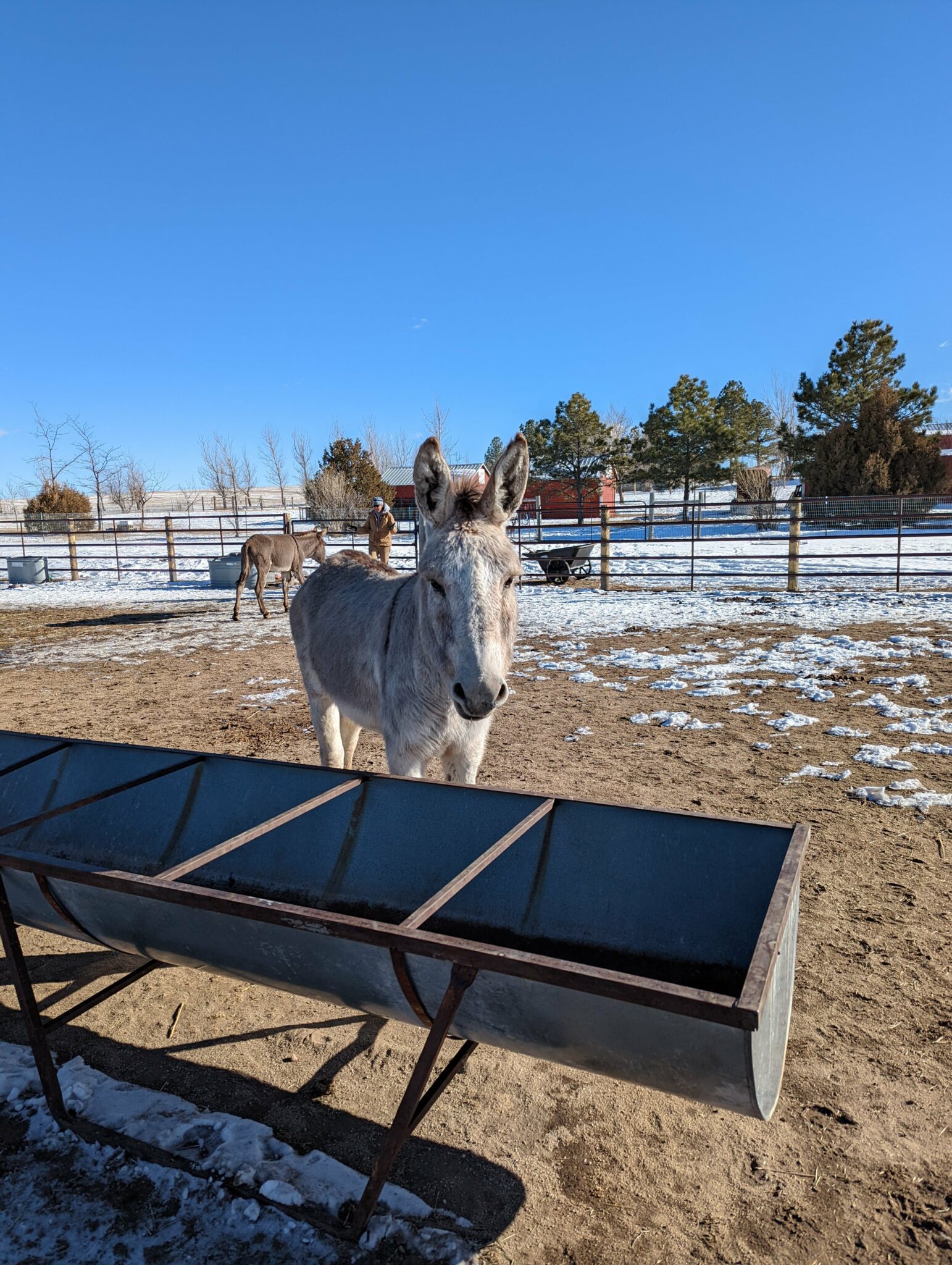 Astonishing Strength Comparison: Donkey Vs. Horse - 5irptd6