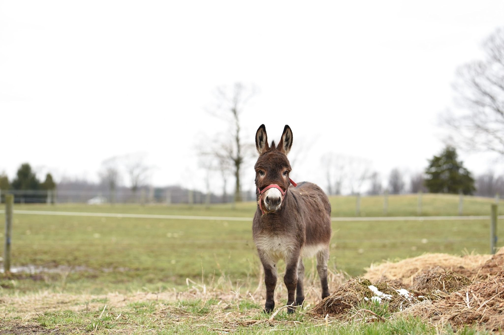 Donkey vs. horse nutrition What's the difference? Horse Rookie