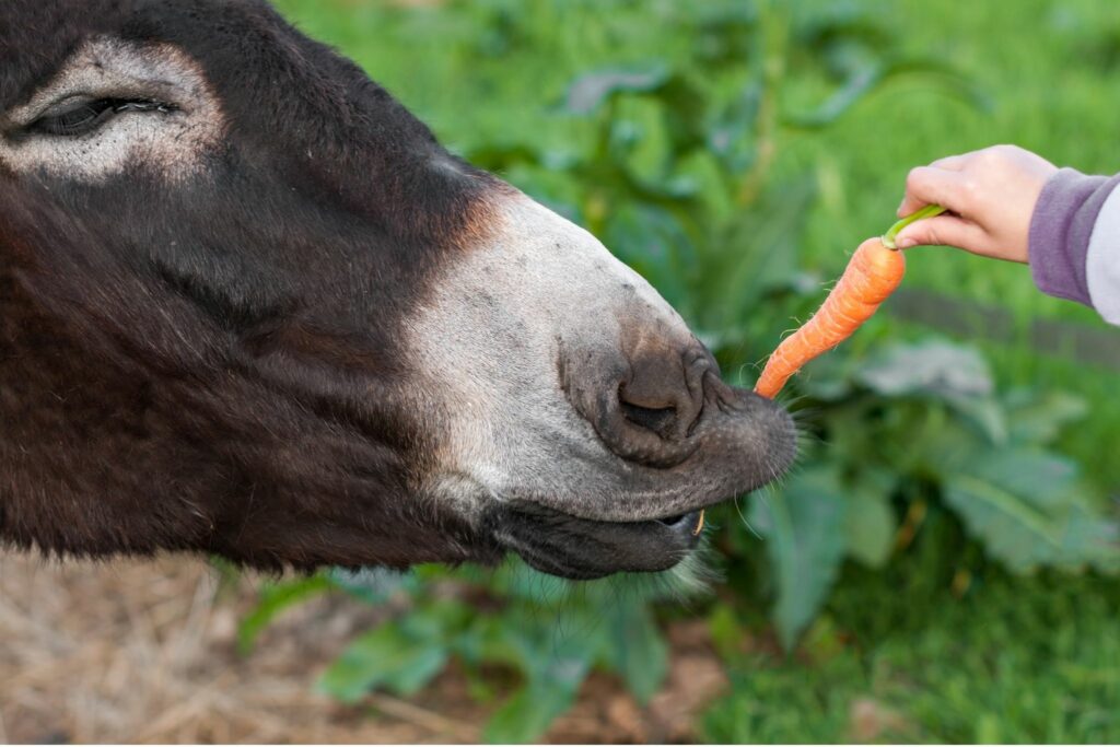 donkey carrot