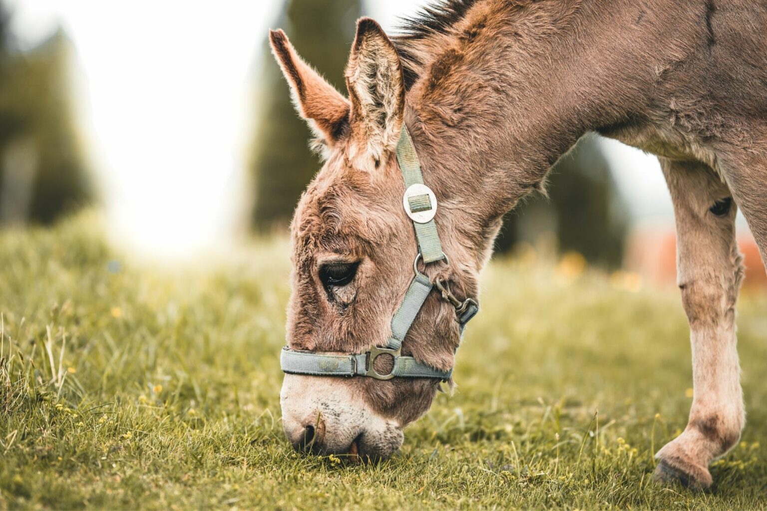 Donkey vs. horse nutrition What's the difference? Horse Rookie