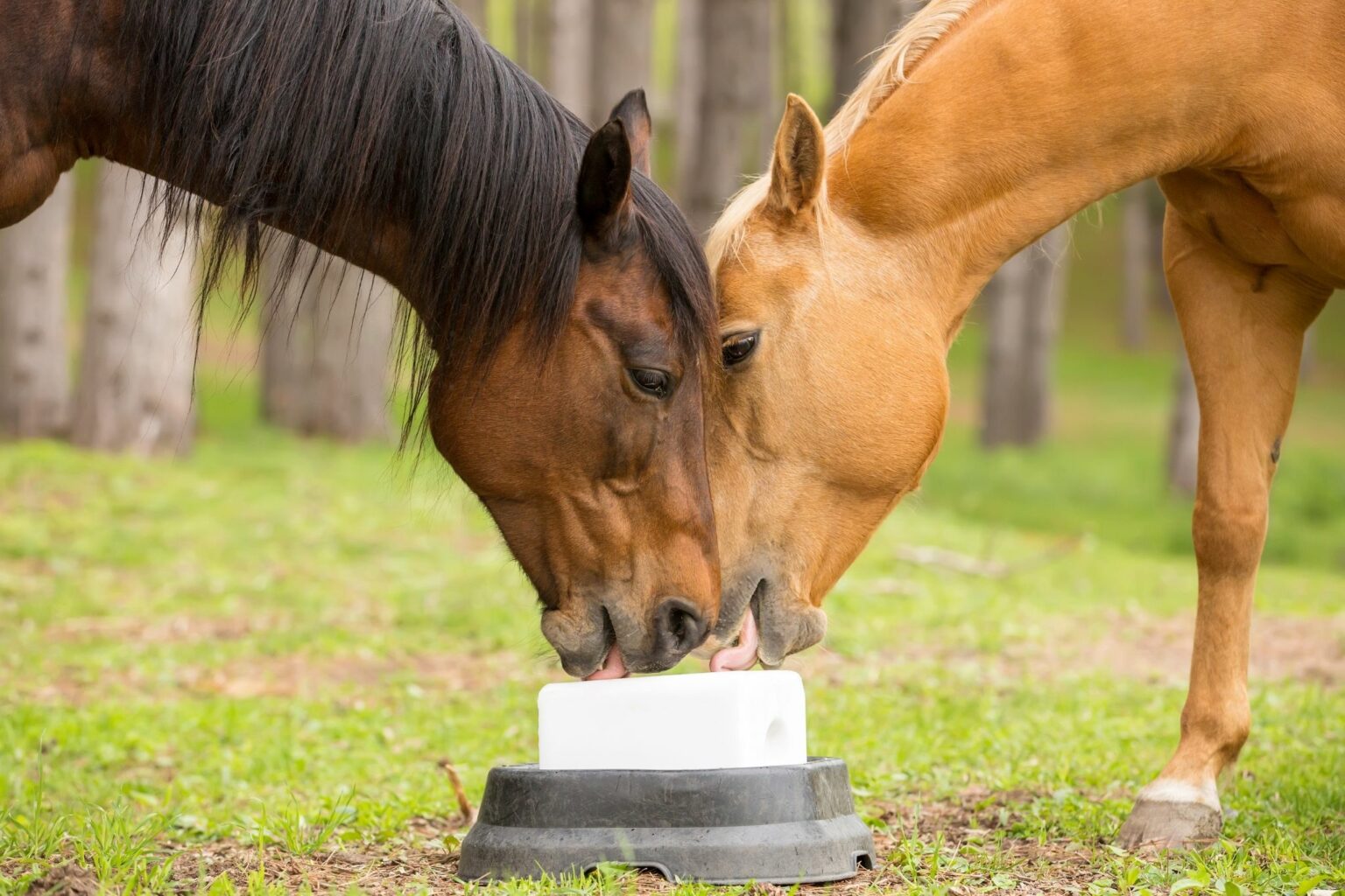 Donkey vs. horse nutrition What's the difference? Horse Rookie