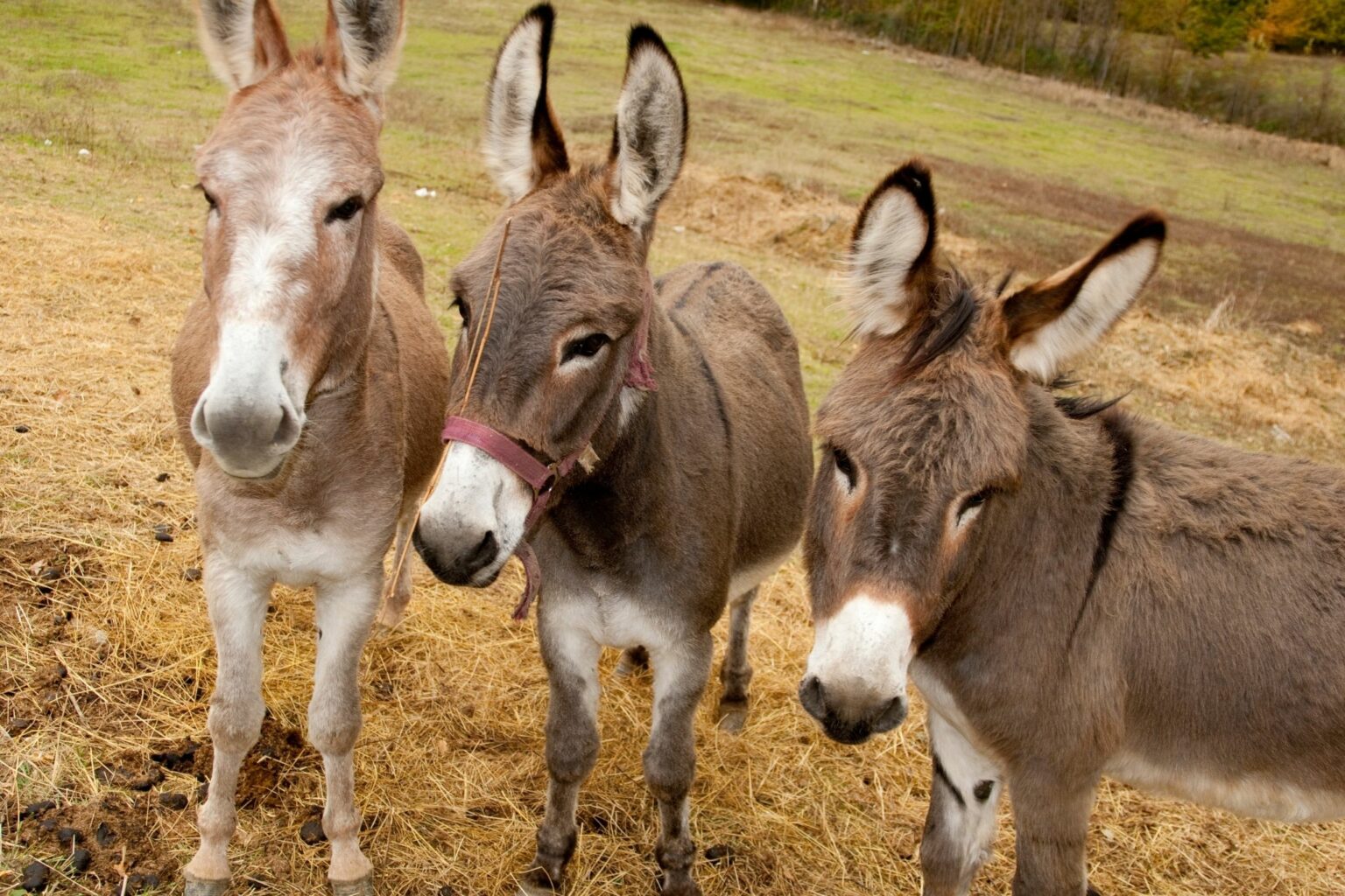 Donkey vs. horse nutrition What's the difference? Horse Rookie