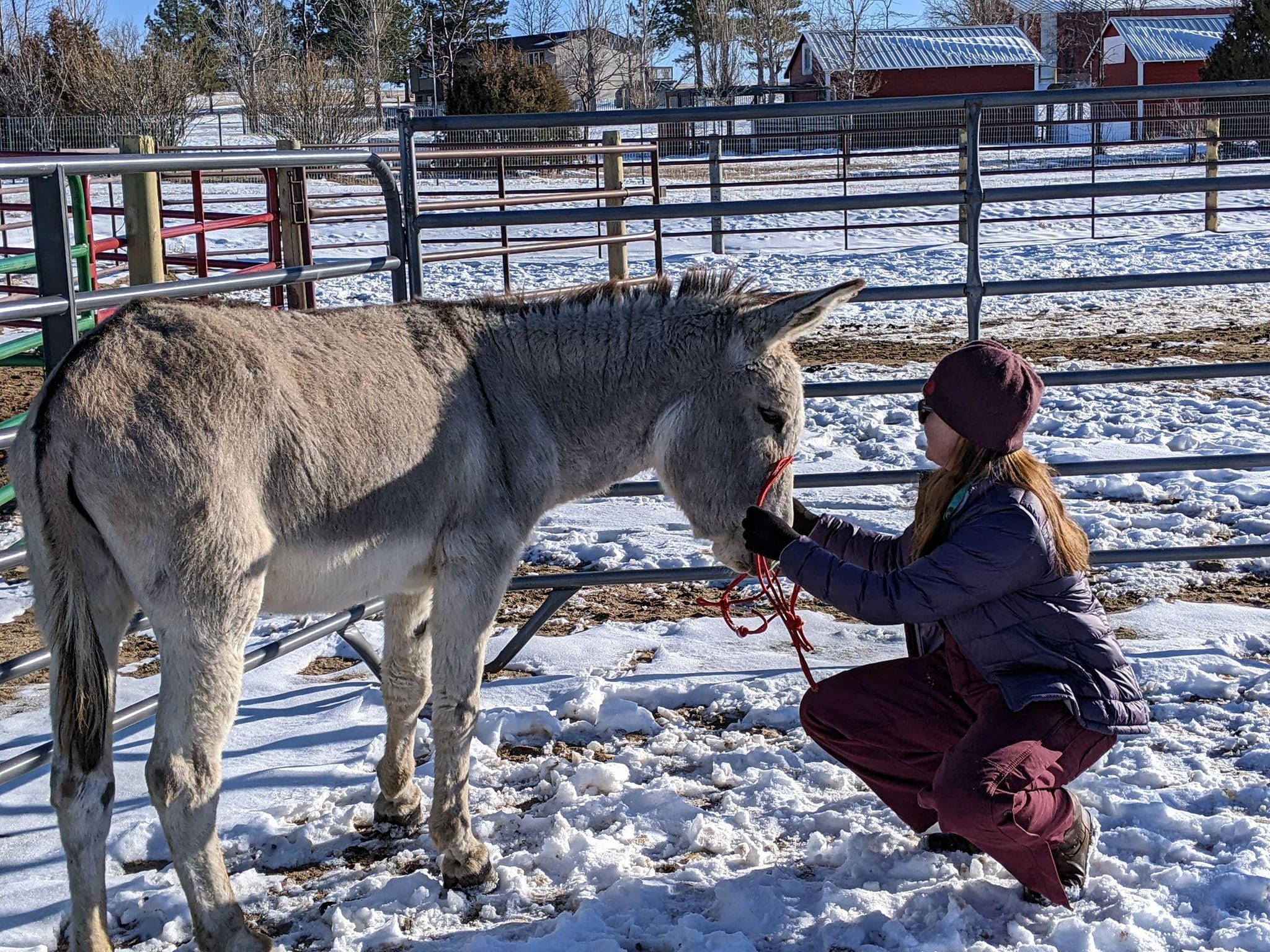 Astonishing Strength Comparison: Donkey Vs. Horse - 401gke8
