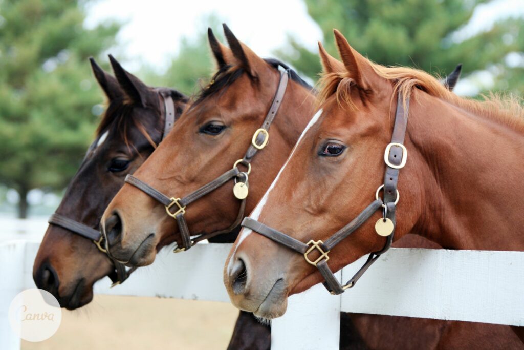 3 horses leaning over a fence
