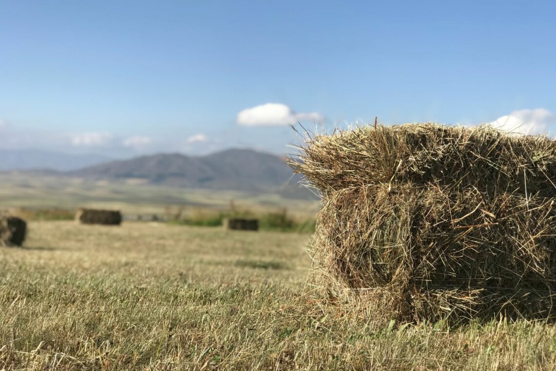 How to Soak Hay for Horses (And Why Bother!) - Horse Rookie