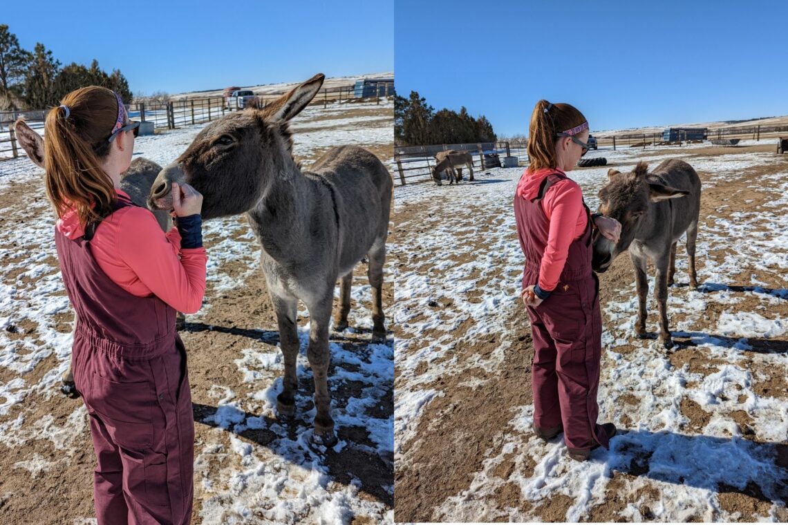 Do Donkeys Bite? (And How to Keep Your Fingers!)