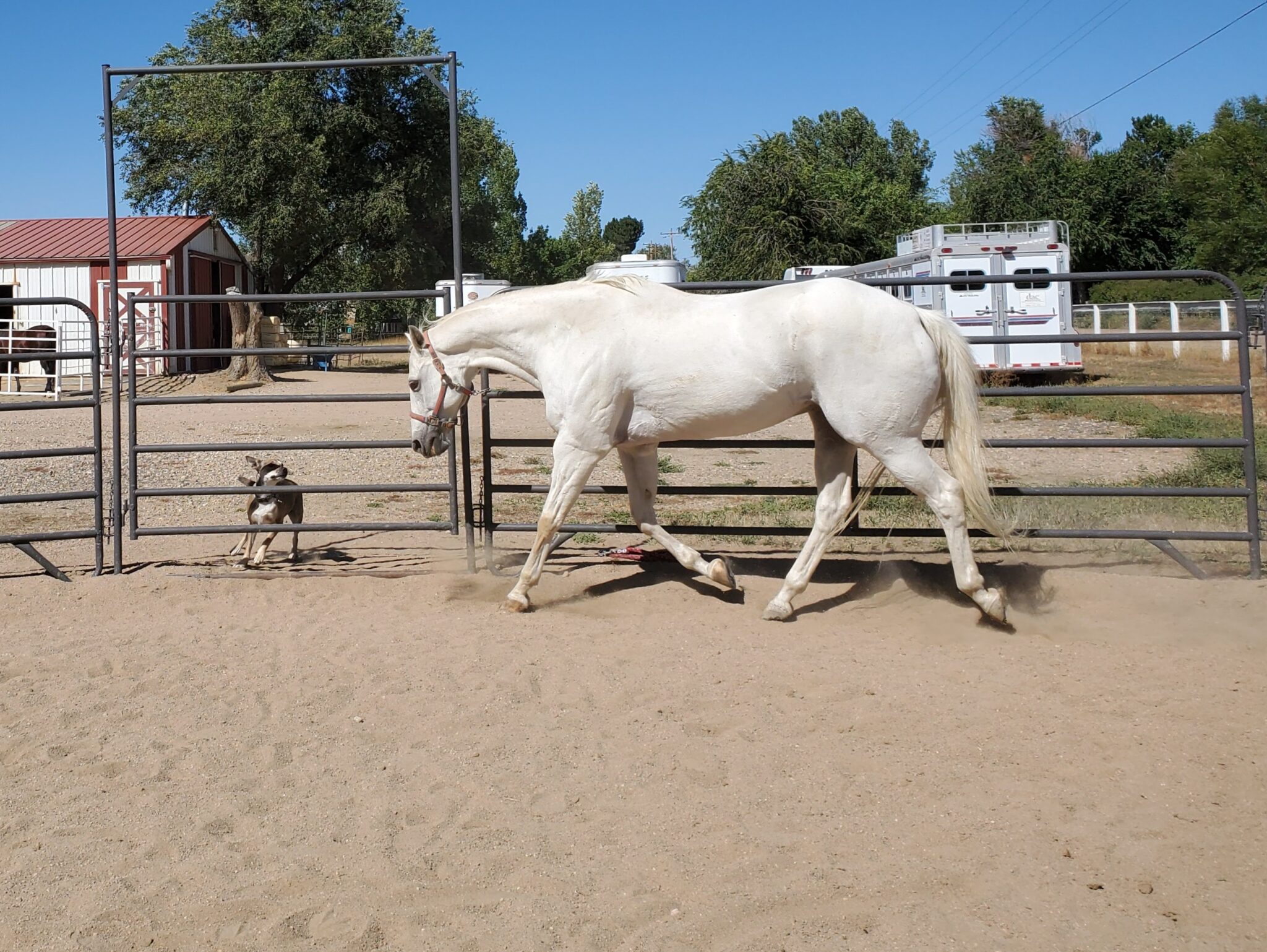 Appendix Quarter Horses A Winning Combination Horse Rookie