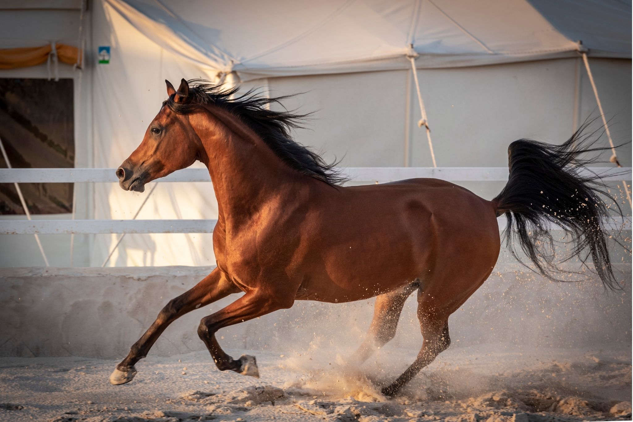 Equine Athlete FAQs How Long Can a Horse Run?