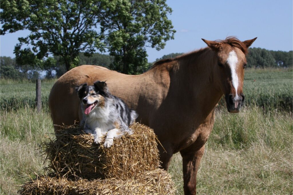 Australian shep and horse