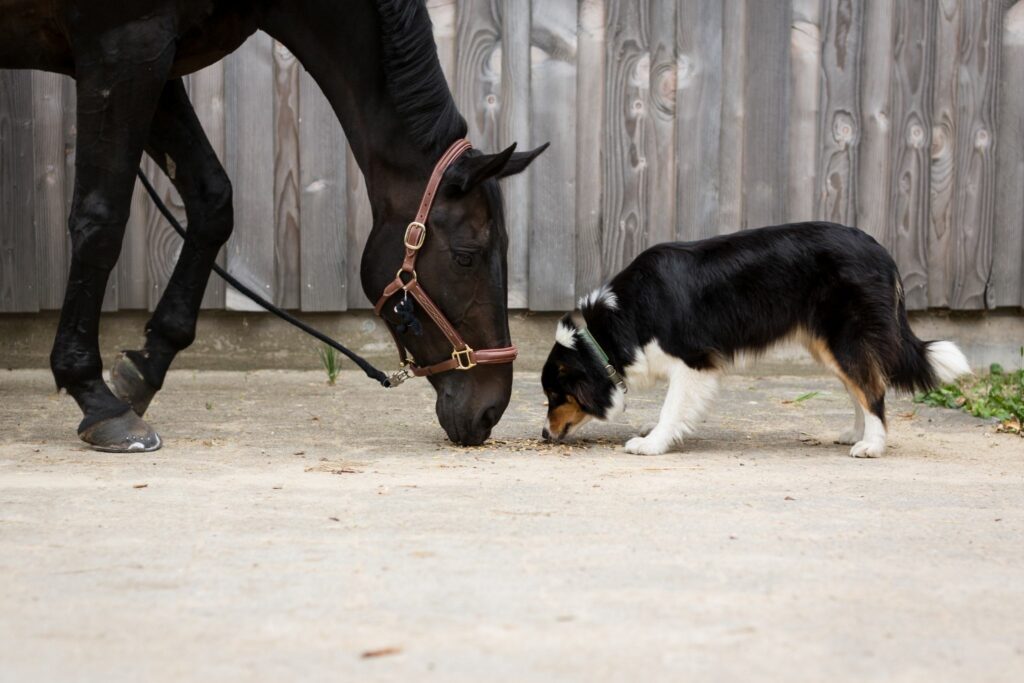 Border collie and horse