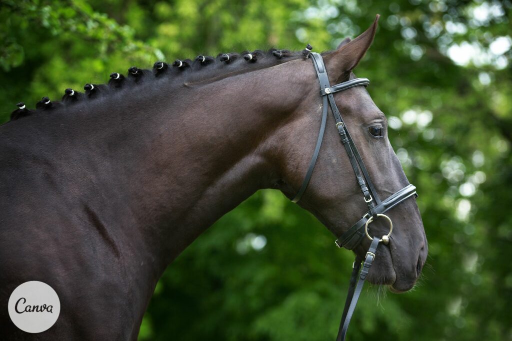 Brown horse with bridle looking straight ahead