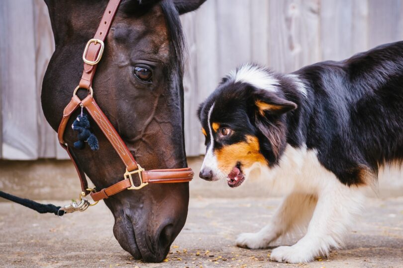 Dog and horse together