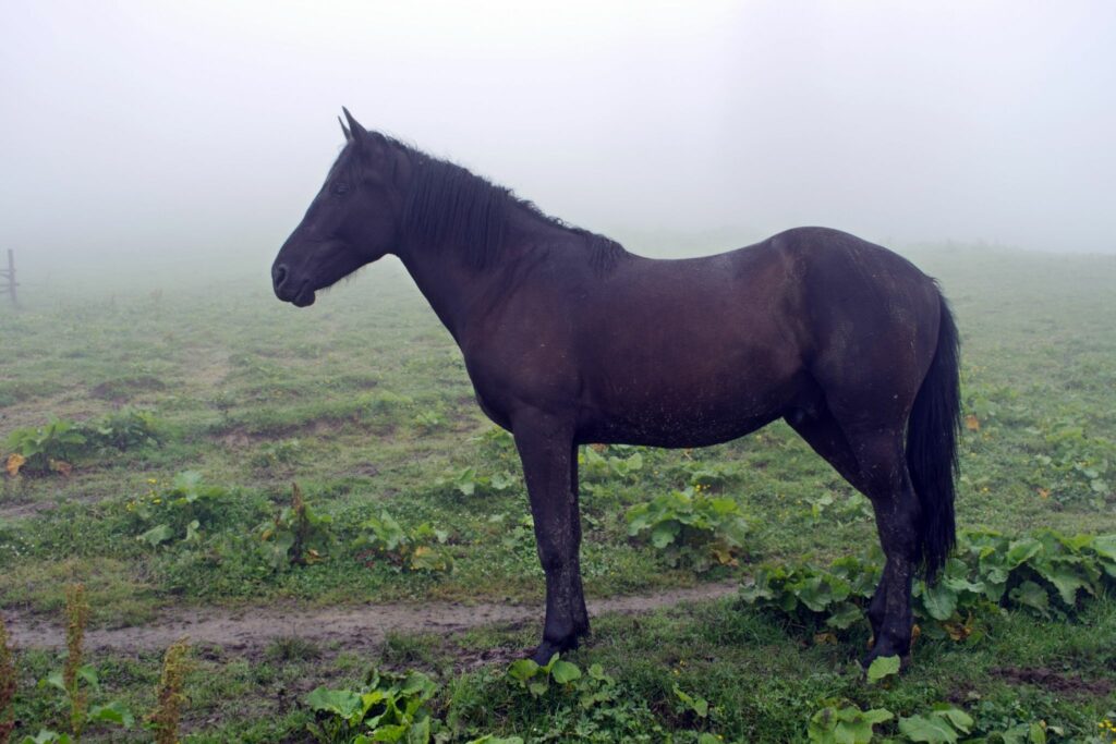 Horse in mist
