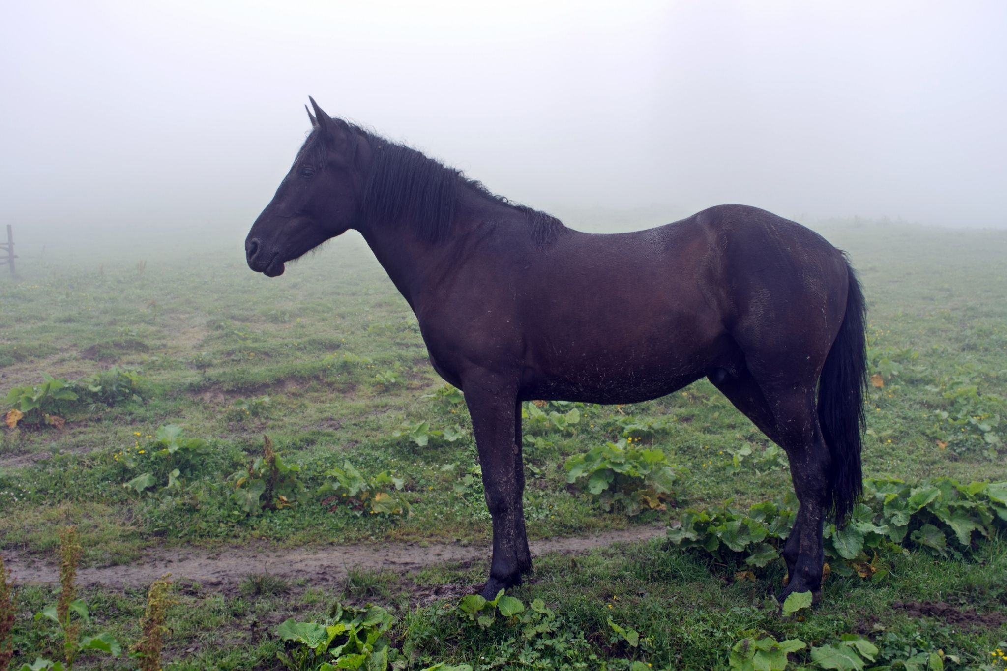 Equine EndofLife What Happens When Horses Die Horse Rookie