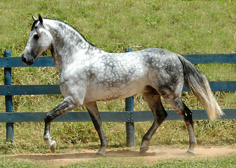 Gray Dappled Horse