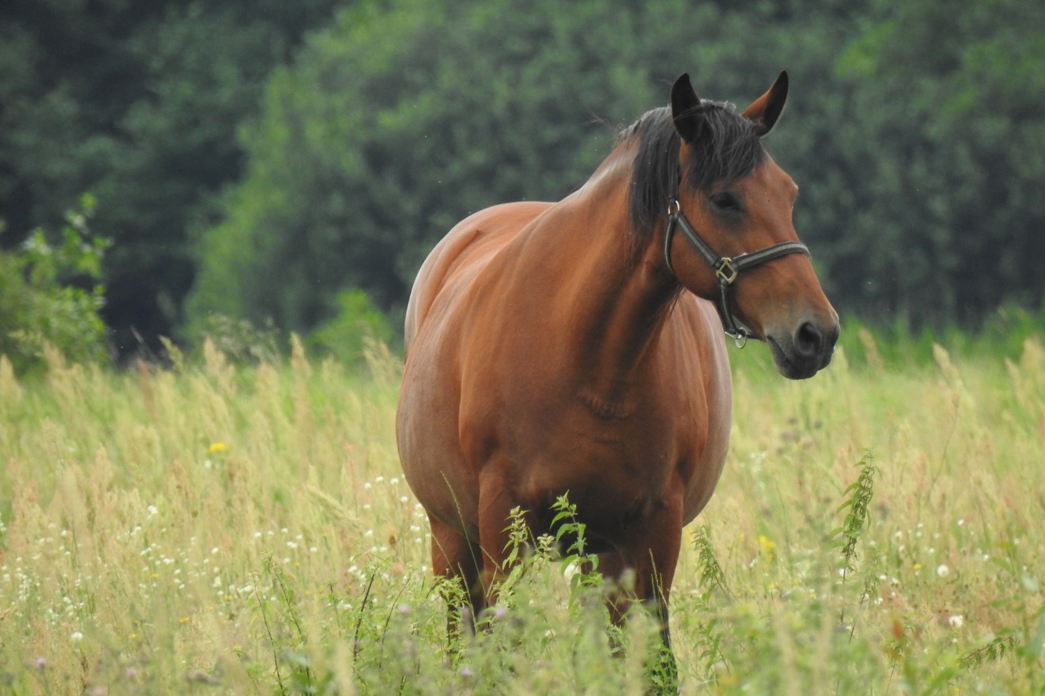 Pregnant Horse