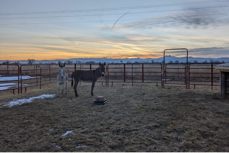 Safety First How Much Can a Donkey Carry?