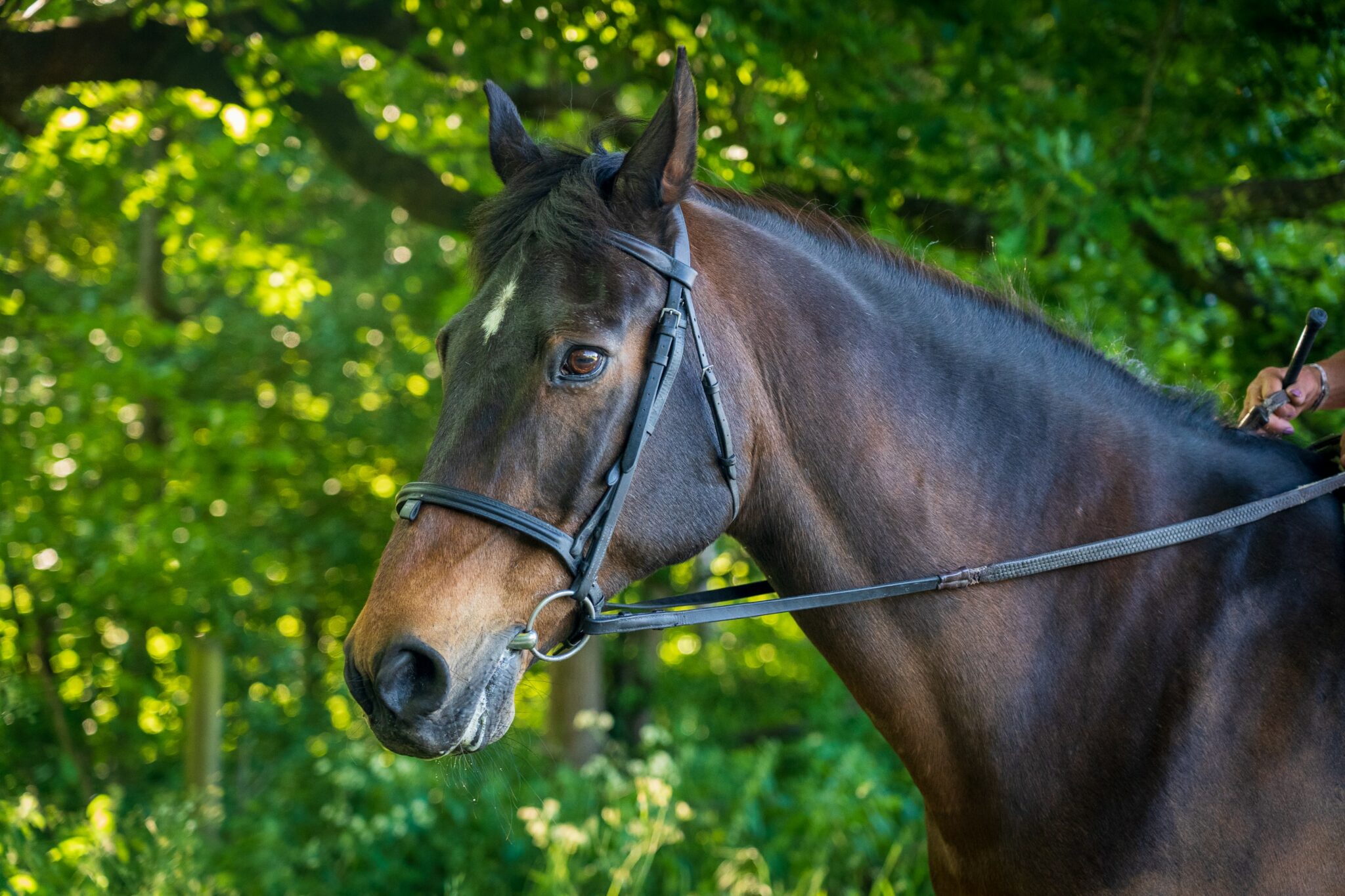 Best Feed for an OTTB: An Art and a Science - Horse Rookie