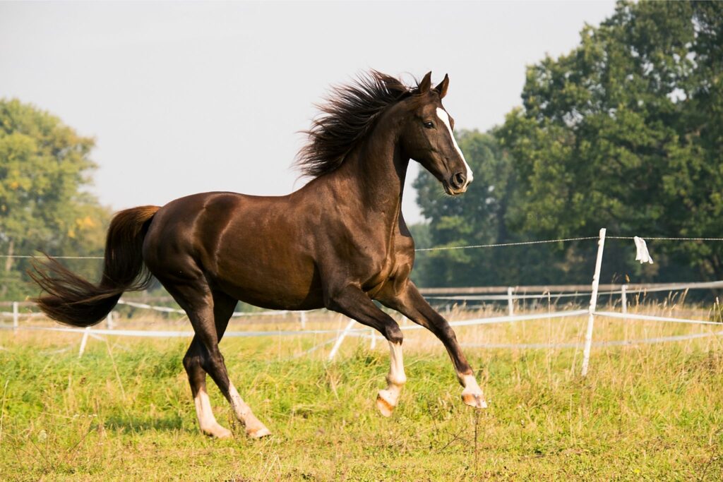Horse cantering in the field