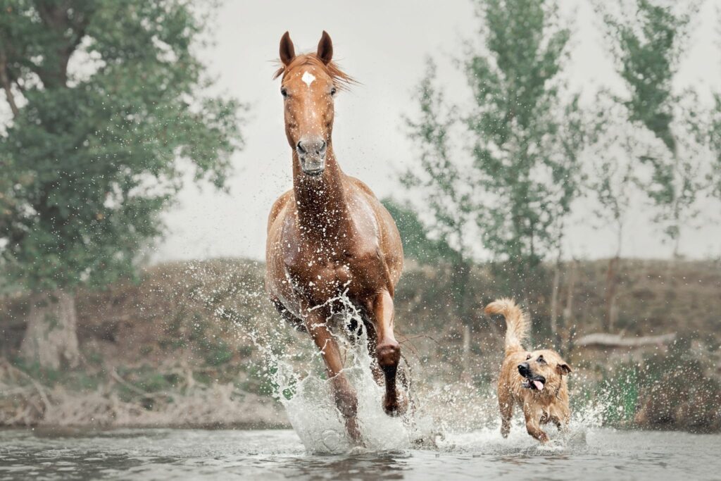 Horse and dog running through water