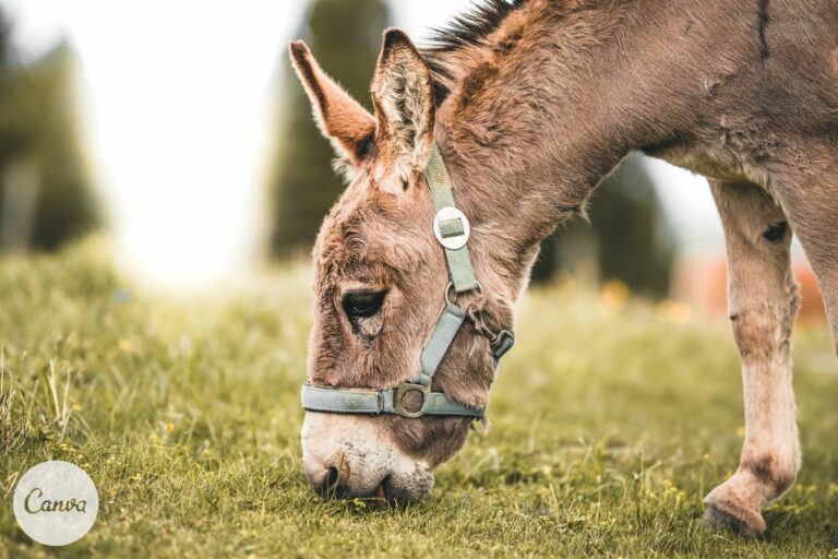 Owning Donkeys for Beginners (Pros, Cons, What to Expect) Horse Rookie