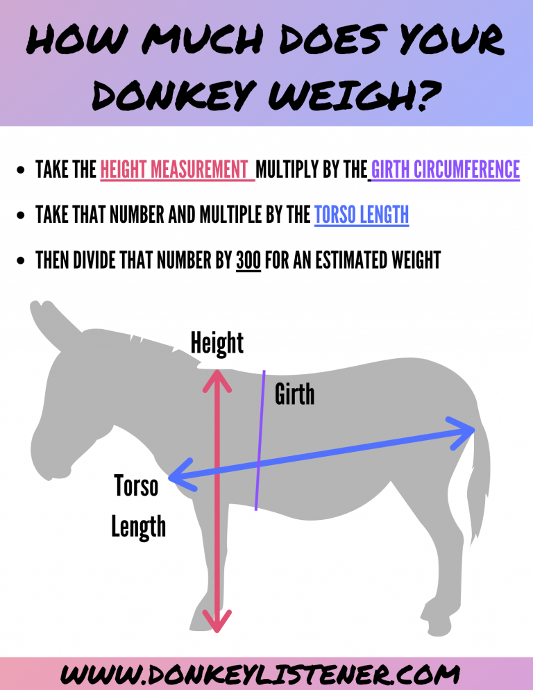Donkey weight infographic