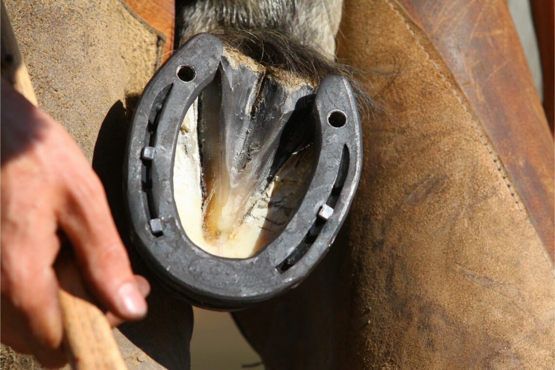 Horse Hoof Terminology Every Equestrian Should Know Horse Rookie